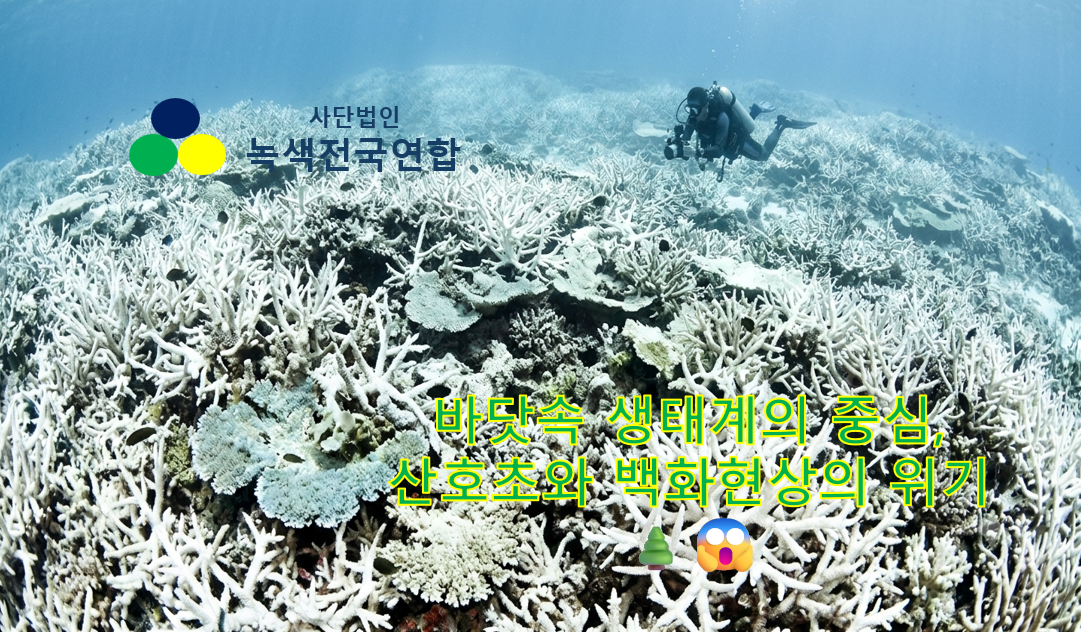 [해양시리즈 8탄]바닷속 생태계의 중심, 산호초와 백화현상의 위기